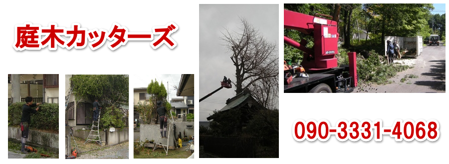 ��؃J�b�^�[�Y �@�Č��s�@����̎��؂̔��̂�����܂��B